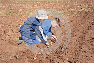 Boys sowing onion