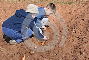 Boys sowing onion