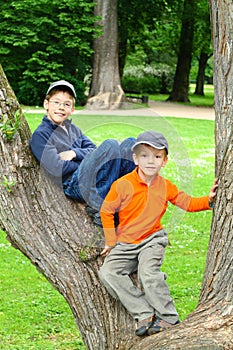 Boys in a Tree