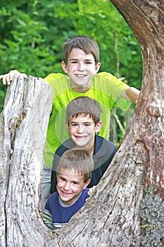 Boys in a Tree
