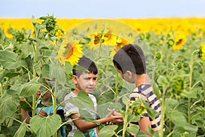 Boys walk on sunflowers field in sunny hot day. Two boys in the