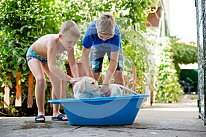 Boys are washing their dog