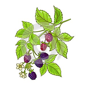 Boysenberry Branch Colored Detailed Illustration