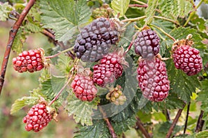 Boysenberry bush with ripening berries