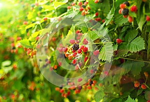 Boysenberry bush in summer day