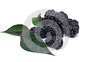 Boysenberry isolated on a white background.