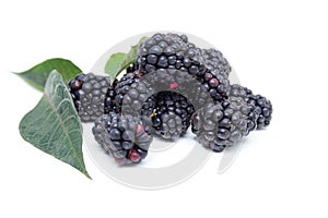 Boysenberry isolated on a white background.