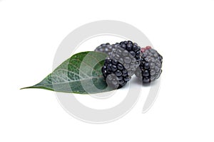 Boysenberry isolated on a white background.