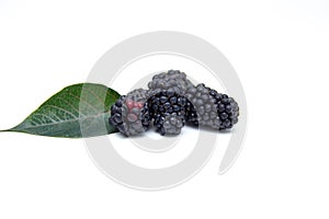 Boysenberry isolated on a white background.