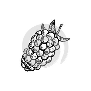 boysenberry, vector drawing sketch of berry