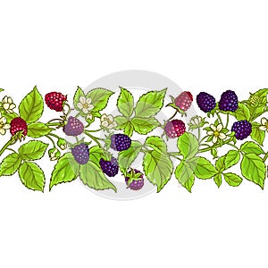 Boysenberry vector pattern