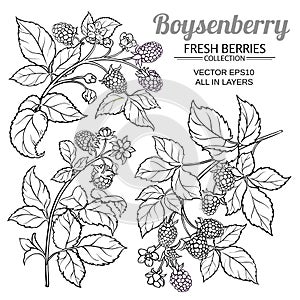 Boysenberry vector set