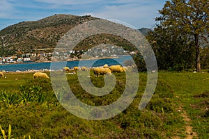 BOZBURUN, MUGLA, TURKEY: A flock of sheep grazing in a meadow in the village