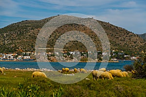 BOZBURUN, MUGLA, TURKEY: A flock of sheep grazing in a meadow in the village