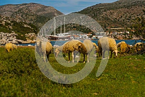 BOZBURUN, MUGLA, TURKEY: A flock of sheep grazing in a meadow in the village