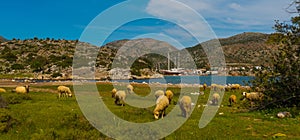 BOZBURUN, MUGLA, TURKEY: A flock of sheep grazing in a meadow in the village