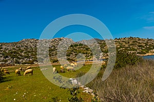 BOZBURUN, MUGLA, TURKEY: A flock of sheep grazing in a meadow in the village