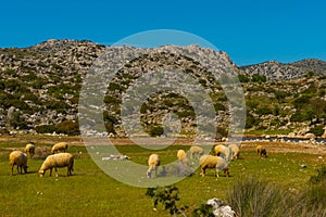 BOZBURUN, MUGLA, TURKEY: A flock of sheep grazing in a meadow in the village