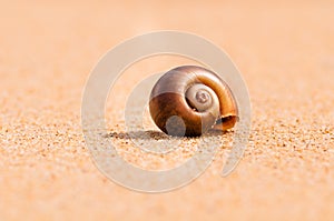 Br0wn sandy snail