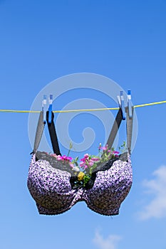 Bra pegged on a washing line with plants growing in them