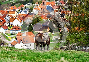 Brabancon belgian horse on the farmland, Alsace, France