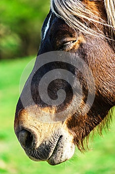 Brabancon belgian horse on the farmland, Alsace, France