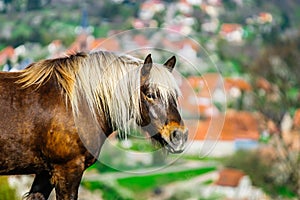 Brabancon belgian horse on the farmland, Alsace, France