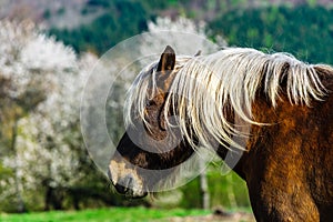 Brabancon belgian horse on the farmland, Alsace, France