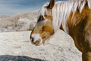 Brabancon belgian horse on the farmland, Alsace, France. Infrared portrait.