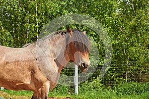 Brabanson, a Belgian heavy horse. Close-up portrait