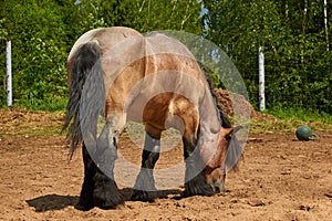Brabanson, a Belgian heavy horse. Full-length portrait of a horse