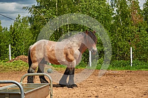 Brabanson, a Belgian heavy horse. Full-length portrait of a horse
