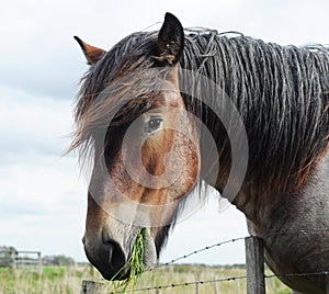 Brabant draft horse