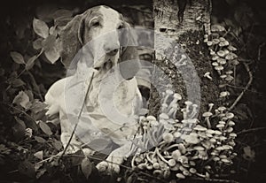 Bracco Italiano in forest