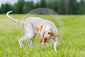 Bracco Italiano hunting dog running in the field
