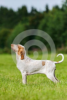 Bracco Italiano hunting dog standing in the field