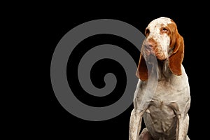 Bracco Italiano Pointer Dog on Isolated Black Background