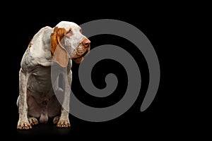 Bracco Italiano Pointer Dog on  Black Background photo