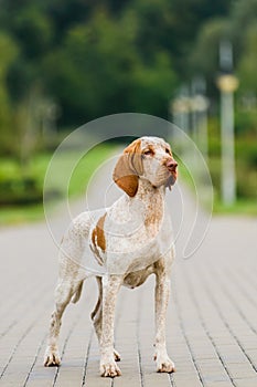 Bracco Italiano pointer female standing in park