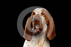 Bracco italiano portrait on black background