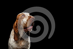 Bracco italiano portrait on black background