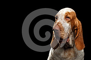 Bracco italiano portrait on black background photo