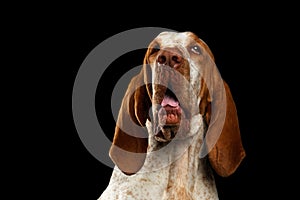 Bracco italiano portrait on black background photo