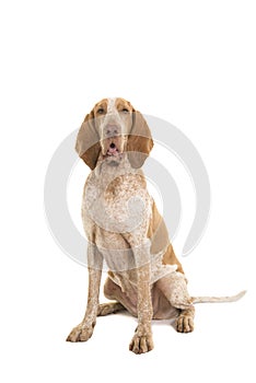 Bracco italiano sitting looking at camera isolated on a white ba