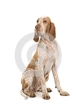 Bracco italiano sitting looking over its shoulder isolated on a