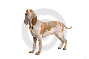Bracco italiano standing seen from the side looking away waging photo