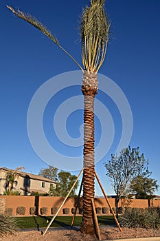 Braces on a palm tree for support