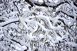 Brach covered with snow, white winter landscape