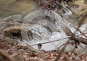 Braches covered in ice