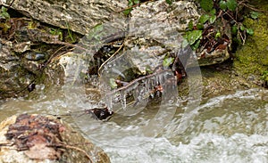 Braches covered in ice